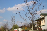 Zdjęcie:  style=