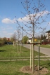 Zdjęcie:  style=