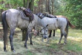 Zdjęcie:  style=